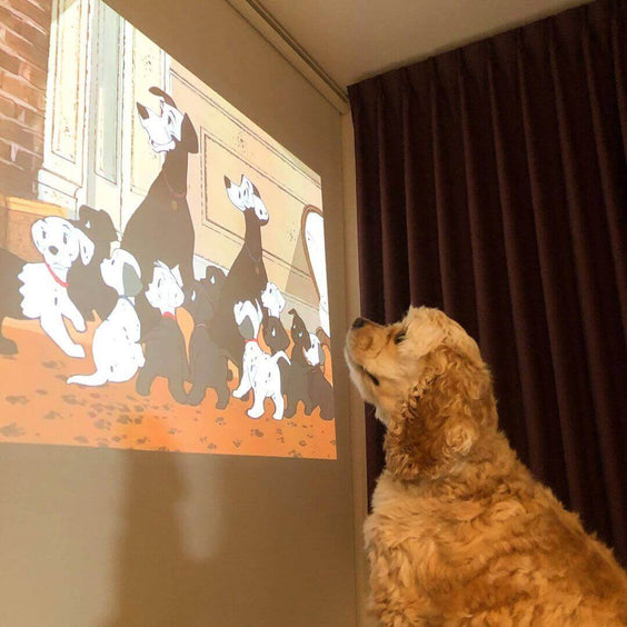 An XGIMI-projected scene of 101 Dalmatians captures a golden Cocker Spaniel’s curious gaze in a dimly lit room